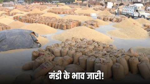 राजस्थान की कोटा मंडी के भाव जारी! सोयाबीन, सरसों तेज, चना व लहसुन मंदा