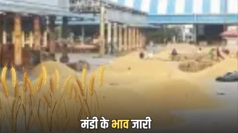 राजस्थान की कोटा मंडी के भाव जारी! गेहूं, सोयाबीन व चना तेज