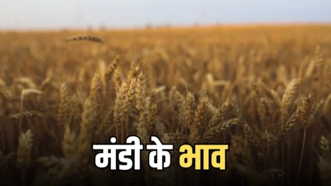 राजस्थान की कोटा मंडी के भाव जारी! सोयाबीन, सरसों और चने में तेजी