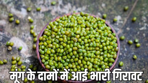 Moong ka Bhav मूंग के दामों में आई भारी गिरावट, समर्थन मूल्य से 1700 रुपये क्विंटल नीचे बिक रही