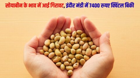 Soyabean Taja Bhav सोयाबीन के भाव में आई गिरावट, इंदौर मंडी में 7400 रुपए क्विंटल बिकी