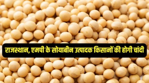 Soybean Bhav : राजस्थान, एमपी के सोयाबीन उत्पादक किसानों की होगी चांदी, कीमतों में आएगा भारी उछाल