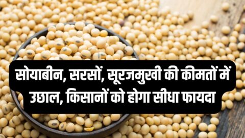 Soybean Bhav सोयाबीन, सरसों, सूरजमुखी की कीमतों में उछाल, किसानों को होगा सीधा फायदा