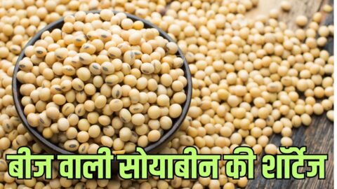 Soybean Seeds बीज वाली सोयाबीन की शॉर्टेज, भाव में आया उछाल