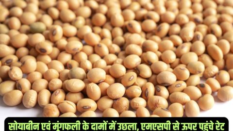 Soybean rate, soybean latest price, market price, soybean rate today, Indore market, Indore market price,