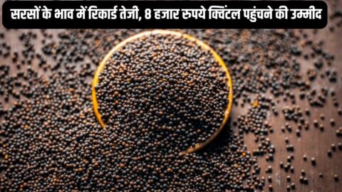 Sarson ka Bhav : सरसों के भाव में रिकार्ड तेजी, 8 हजार रुपये क्विंटल पहुंचने की उम्मीद