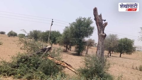 Storm damage fallen electric poles trees blocking roads Rajasthan village