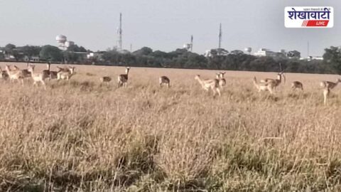 Churu News : वन क्षेत्र में बढ़ी हिरण और मोरों की संख्या, किसानों की बढ़ी चिंता