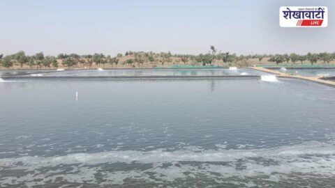 Saline water shrimp farming ponds developed in Churu Rajasthan region