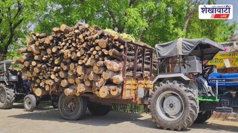 Forest department seizes tractors carrying illegal green wood in Sidhmukh