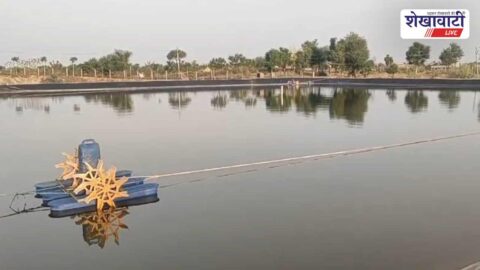 Narendra Singh Rathore engaged in shrimp farming using saline water