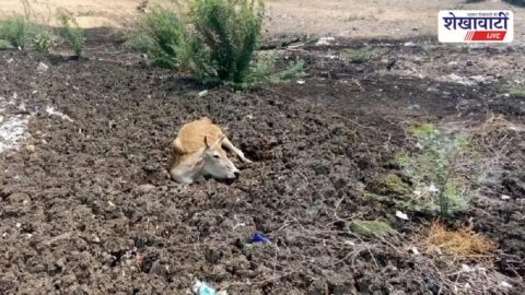 Cattle trapped in waste dumped on Ratangarh grazing land