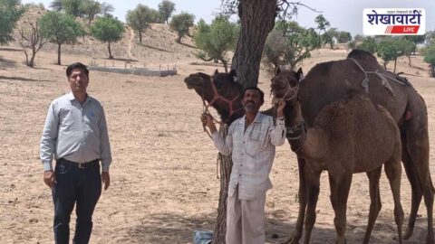 Churu News : उष्ट्र संरक्षण योजना से ऊंट पालकों को राह
