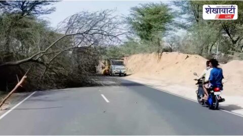 Fallen tree blocking traffic on Ratangarh Churu road