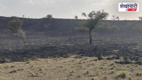 Churu News : छापर में खेतों में भीषण आग, कई बीघा घास जली