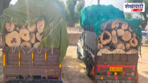 Police seize pickup vehicles loaded with illegal khejri wood in Churu