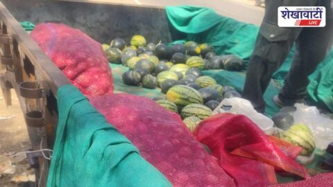 Food safety officers destroying spoiled watermelons in Jhunjhunu market