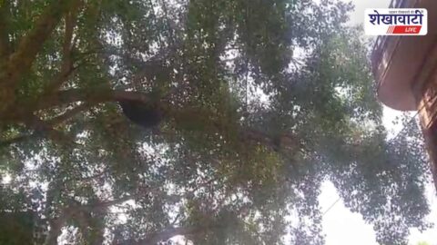 Municipality team removing dangerous beehive from Rajaldesar public area