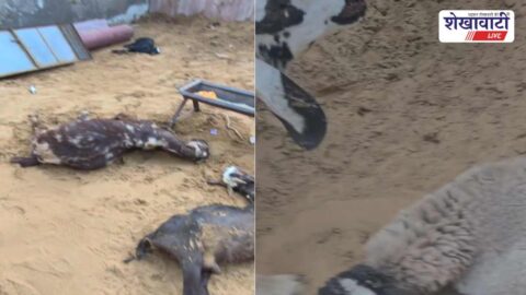 Stray dog attack leaves cattle injured in Rajaldesar Churu area