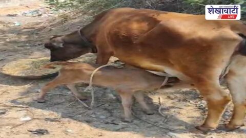 Dhanuri police recover stolen cow and arrest accused in Jhunjhunu