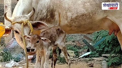 Jhunjhunu News : मदर्स डे पर गोरक्षकों की मदद से मिला गोमाता को मातृत्व सुख