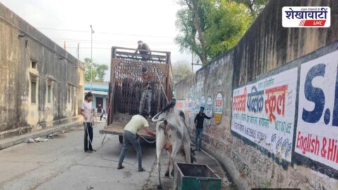 Municipal team capturing stray cattle Neemkathana Sikar road safety drive