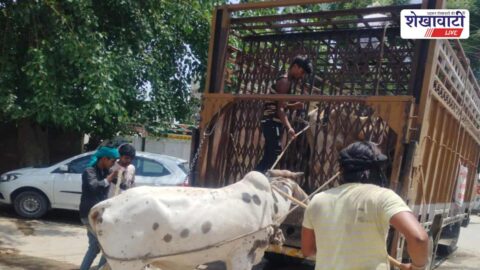 Municipal team catching stray cattle on city roads Sikar Rajasthan