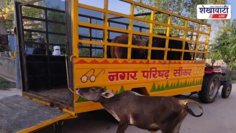 Sikar municipal team removing stray cattle from busy city roads