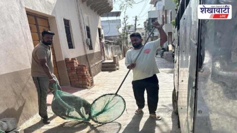 Municipal team catching stray dogs during special drive in Sikar