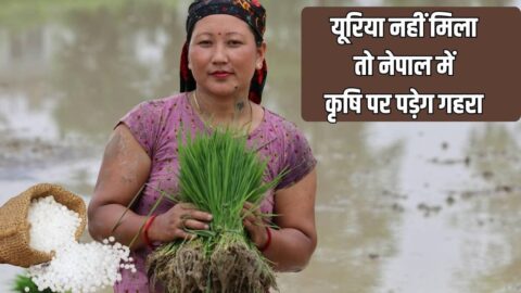 भारत से यूरिया नहीं मिला तो नेपाल में कृषि पर पड़ेग गहरा असर, नेपाल सरकार को रेट मिलने का इंतजार