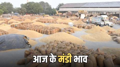राजस्थान की कोटा मंडी के भाव जारी! गेहूं बेस्ट तेज, सोयाबीन मंदा, सरसों में उछाल