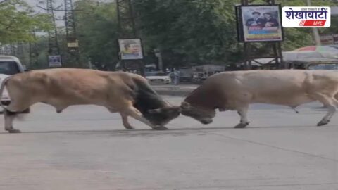 Jhunjhunu News : स्टेशन रोड पर सांडों का संग्राम, मची अफरा-तफरी