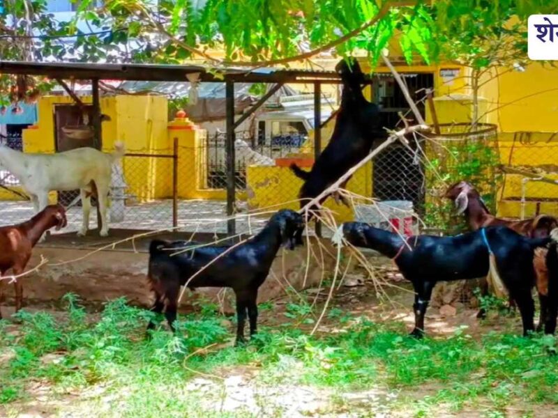 अस्पताल में मरीज कम, बकरियों का डेरा ज्यादा! चिराना CHC की बदहाल तस्वीर
