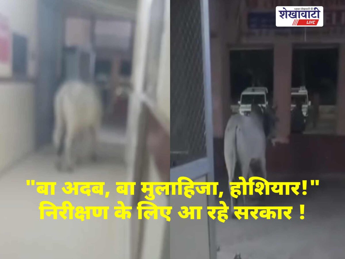 churu-bhartiya-hospital-bull-inside-viral-video