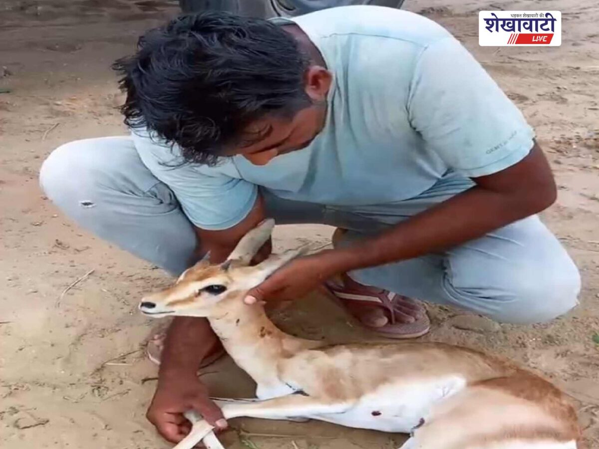 taranagar-injured-deer-hit-by-unknown-vehicle-rescued