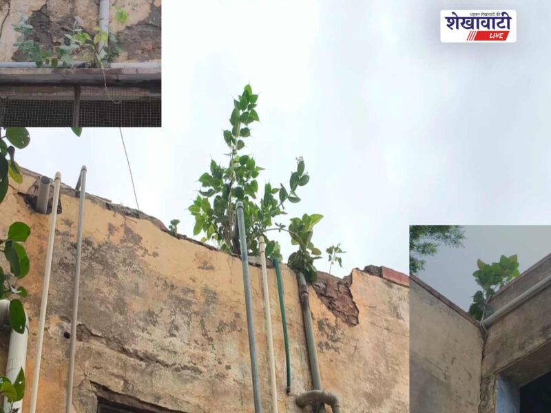 chirawa-government-buildings-trees-growing-on-walls-monsoon