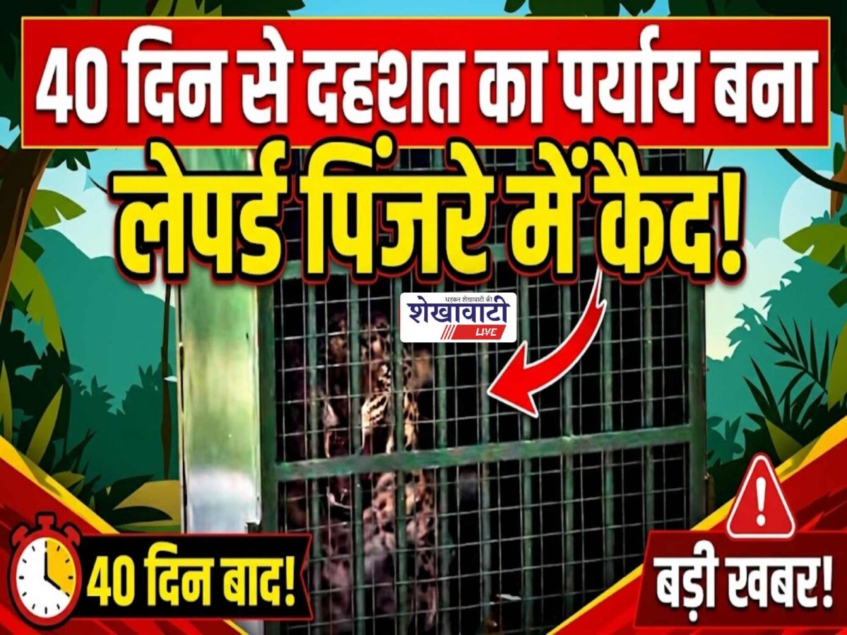 Video News : 40 दिन से दहशत का पर्याय बना लेपर्ड पिंजरे में कैद