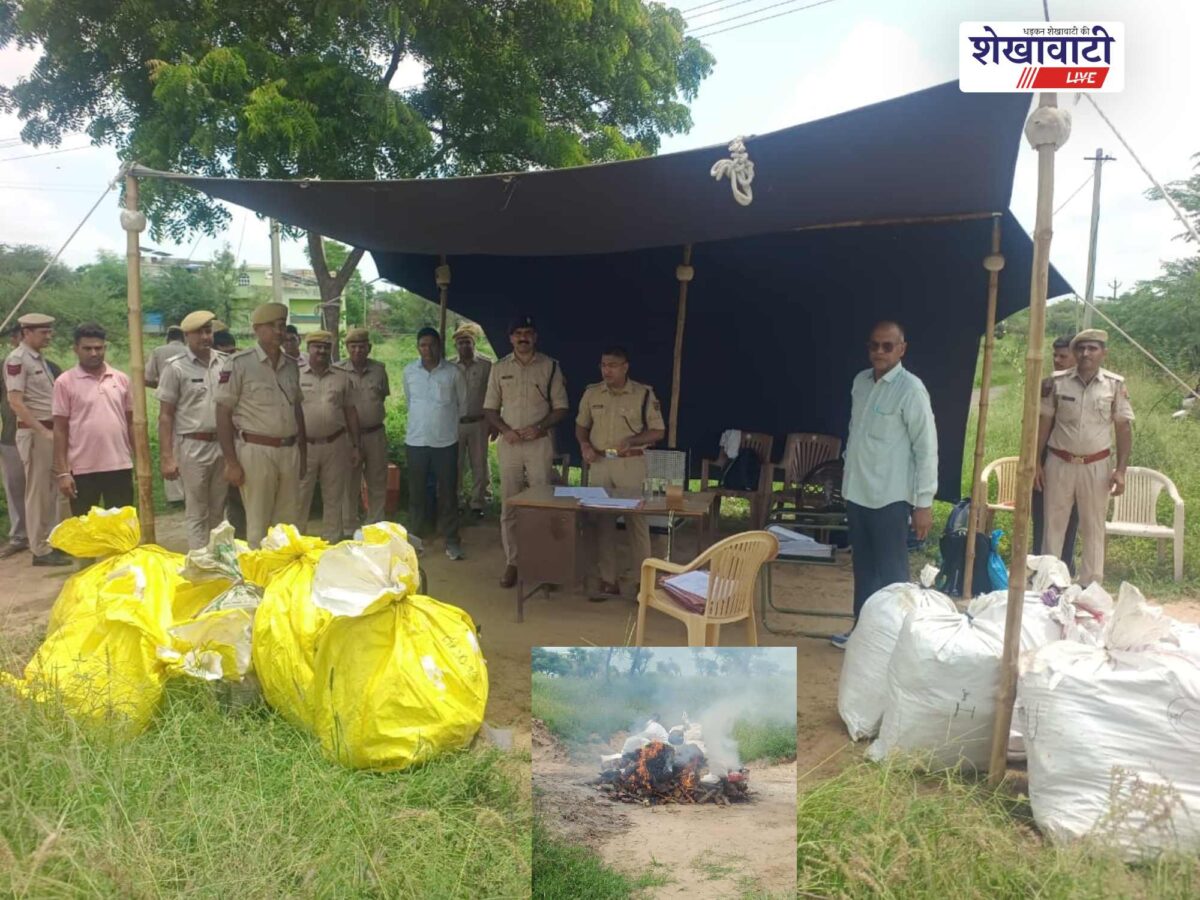 jhunjhunu-10-police-stations-16-ndps-cases-ganja-destroyed