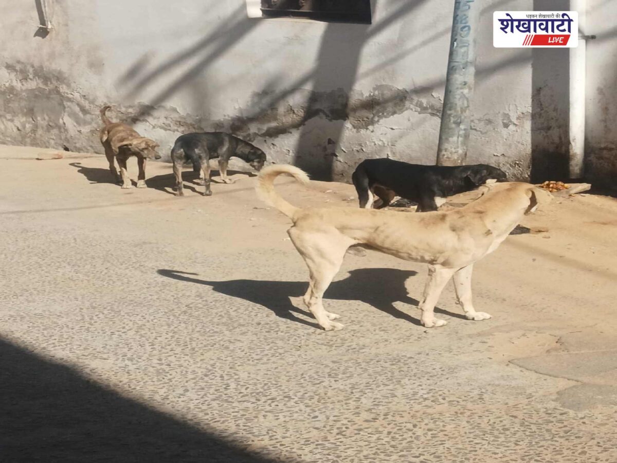 jhunjhunu-stray-dogs-attack-ward-53-two-injured