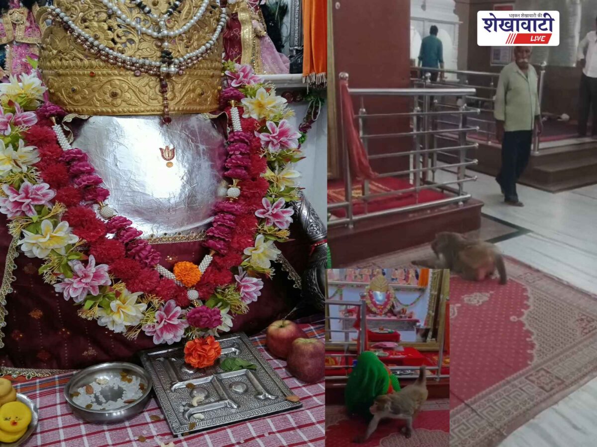 ratangarh-talwale-balaji-temple-monkey-dandwat-pranam
