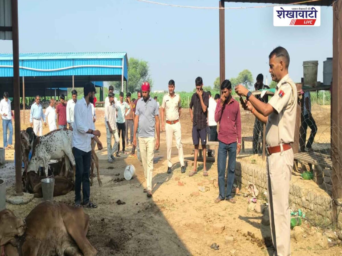 chirawa-dairy-live-cow-burial-allegation-dead-cows-protest