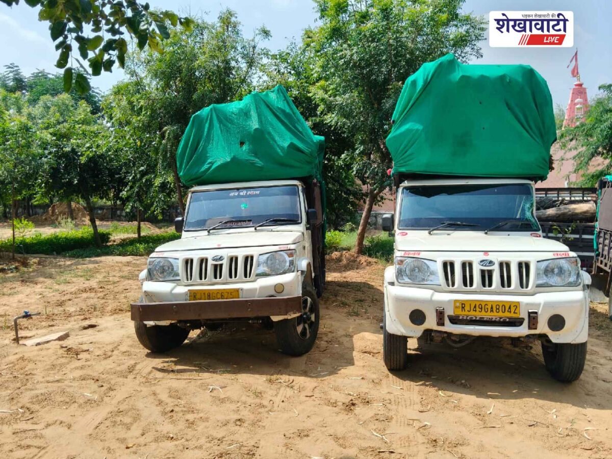 chirawa-sultana-60-quintal-khejri-wood-seized-two-pickups