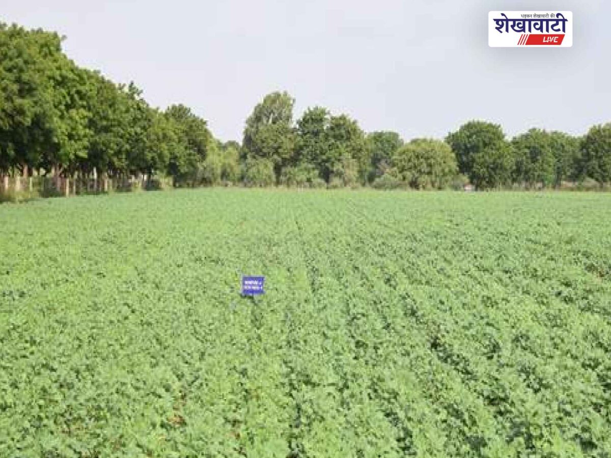 cazri-moth-varieties-drought-tolerance-kharif-2026