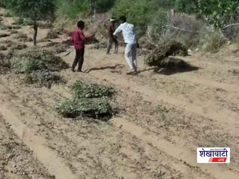 churu-bidasar-fasal-katai-panchayat-election-discussion