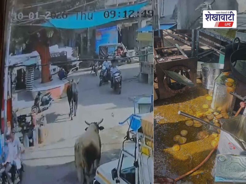 chirawa-main-market-stray-bulls-enter-sweet-shop