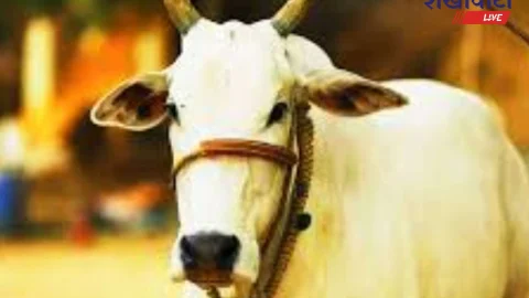 डेयरी किसानों के लिए 5 लाख का गोपाल रत्न पुरस्कार, 15 सितंबर तक आवेदन