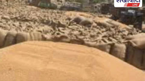 Churu News: कृषि उपज मंडी में 1 जनवरी से व्यापार स्थानांतरण