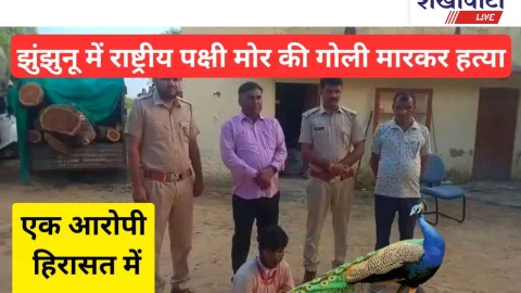 Video News: झुंझुनूं में राष्ट्रीय पक्षी मोर की गोली मारकर हत्या