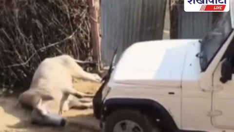 Sikar News: सीकर: गाड़ी से सांड कुचला, आरोपी डिटेन