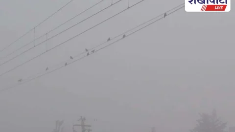 Churu News: घना कोहरा: जनजीवन प्रभावित, फसलों को राहत